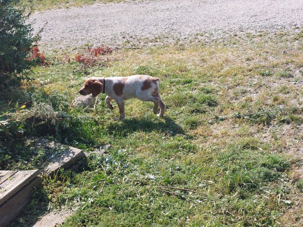 De Ladaya - Chiot disponible  - Epagneul Breton